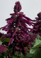 E1435 Hotbloom Purple (1).jpg
