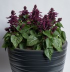 E1435 Hotbloom Purple (2).jpg