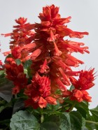 E1434 Hotbloom Orange (1).jpg