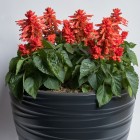 E1434 Hotbloom Orange (2).jpg