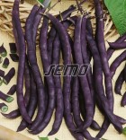 purple-podded-climbing2-624x759.jpg