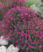 maiden-pink2-624x765.jpg