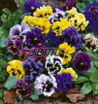frilly2-624x774.jpg