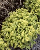 Golden_moss.jpg