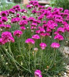 armeria-maritima.jpg
