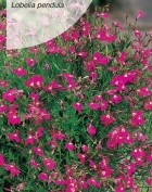 Lobelia-Zwisajaca-Czerwona.jpg