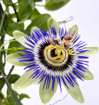 Meczennica-Blekitna-Passiflora.png
