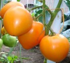 OxheartOrange.jpg