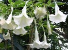 DATURA-ARBOREA.jpg