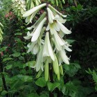 cardiocrinum.jpg