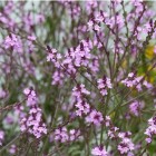 verbena-officinalis-bampton.jpg