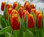 Tulip_Fabio.JPG
