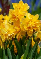 narcissus_tete__boucle.jpg