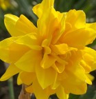 tete-boucle.jpg