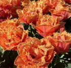 orange_passion.jpg