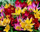 botaniczny-Mix-.jpg