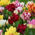 tulipabukiet.jpg