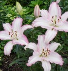 lilium-brasilia.jpg