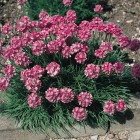 armeria-laucheana.jpeg