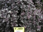 bazalka-purple-2-8-03.jpg