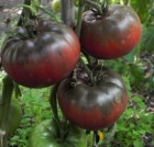 black-from-tula-tomato.jpg