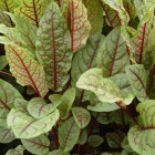 bloody-dock-rumex-sanguineus-3-gif.jpg