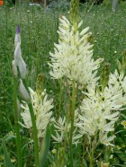 camassia.jpg