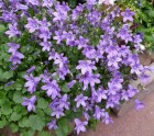 campanula-poscharskyana1-origin-img.jpg
