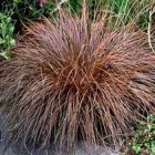 carexbuchananii.jpg