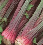 celery-giant-red-celery-seeds-salad-seeds-vegetable-seeds.jpg