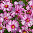 cosmos-capriola-web.jpg