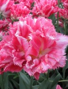 crispion-sweet-1.jpg