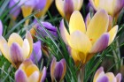crocus-chrysanthus-advance-01.jpg