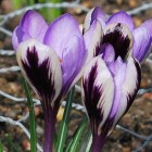 crocus-spring-beuty.jpg