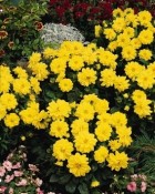 dahlia-figaro-yellow-shades.jpg