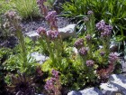 dsc00001_1.jpg
