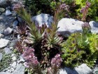 dsc00002_1.jpg