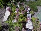 dsc00003_1.jpg