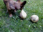 dsc00009_1.jpg