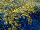 dsc00012_1.jpg
