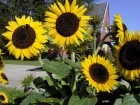 dsc00032-2.jpg