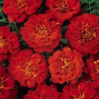 durango-red.jpg