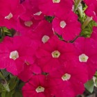 fantasy-pink.jpg