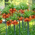 fritillaria-imperialis-aurora-crown-imperial-fritillary-497.jpg