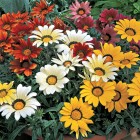 gazanija-frosty-kiss-mix.jpg