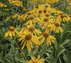 helenium-hoopesii-jpg.jpg