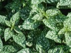 hypoestes-white.jpg