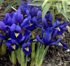iris-reticulata1.jpg