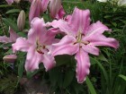lilium-josephine.jpg