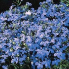lob-skyblue.jpg